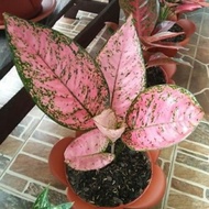 tanaman aglonema lady pink