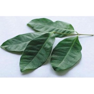 Daun Salam @ Bay Leaf Malaysia/ Daun Salam Fresh / Daun Salam Murah 20gm