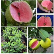 Pokok jambu Pink guava