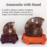Fengshui Natural Ammonite with Stand。