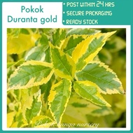 PBN - duranta gold - erecta edge Pokok bunga nursery live plant tumbuhan hiasan landscape green gard