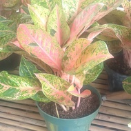 Aglaonema