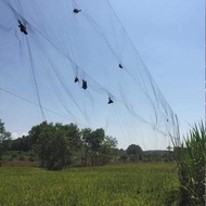 5m eye bird net, 5m high, 50m long, super sensitive