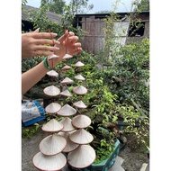 Conical hat string - Decorative hat string (String from small to large - sold from 3 strings)