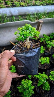 Tanaman Bonsai Mini Unik Berkarakter Sacang/Sakura/Hokianti/Mikro/Sakura/Mame