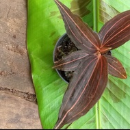 jewel orchid ludisiadiscolor