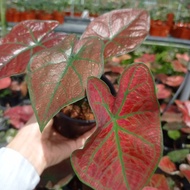 caladium red sun real live plant pokok hidup