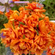 Ten O'clock Flower Orange Carrot ten o'clock flower MiMa market