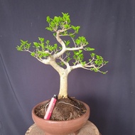 Small bonsai Phusu batu