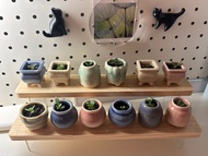 小盆栽 🪴蕾絲公主植物（學名：Kalanchoe laetivirens）是景天科落地生根屬的多年生肉質草本多肉植物 （一盆$10）改善健康、事業、財運、愛情 風水擺設