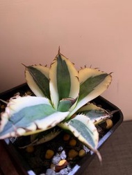 龍舌蘭 暴牙 嚴龍 植物 塊根