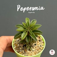 Peperomia Asperula ไม้อวบน้ำ กุหลาบหิน Cactus&amp;Succulents