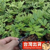 梧銳🎏新採黃花梨種子 種籽 正宗海南黃花梨種子 種籽 降香黃檀種子 種籽花梨木樹種包郵