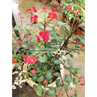 Bunga Mahkota Tak Berduri