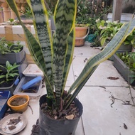 Pot of snake plant as shown