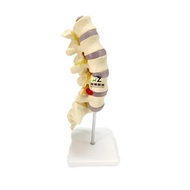 High-Quality Human Spine Lumbar Vertebra 1:1 Human Skeleton Model Skeleton Simulation Assembly Remov