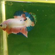 Ikan Cupang Hias BettaFish Pink Flamingo Line Bluerim