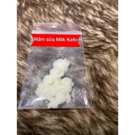 Men sữa Milk Kefir nấm sữa tây tạng