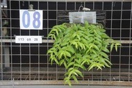 蛇木板植紅玫瑰天宮石斛蘭(瀑布蘭)