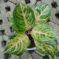 Aglaonema susan