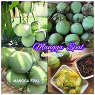 BUAH MANGGA EPAL/PAUH EPAL MUDA DARI POKOK 1KG
