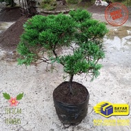 Pohon cemara rimbun bercabang tanaman cemara pohon cemara bahan bonsai cemara papua tanaman bonsai h