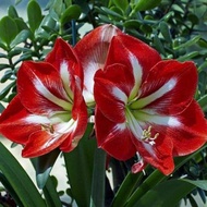 ❉amaryllis bulb flower