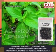 400 Benih Kemangi Lalapan Daun LebarBenih Kemangi Daun Lebar Benih Kemangi Super Bibit Kemangi Lalap