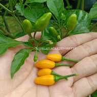 MUTANT HABANERO CRISTINA PEPPER•20 BIJI BENIH•SEED•