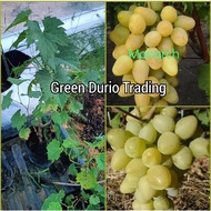 ANAK POKOK ANGGUR MONARCH GRAPE