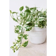 Njoy pothos ornamental plant, hanging ornamental plant