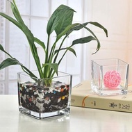 Plant Flowerpot Glass Vase Small Fresh Square Hydroponic Utensils Transparent Square Tank Green Dill