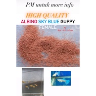 IKAN GUPPY SKY BLUE BETINA / fish food for guppy albino sky blue female / 孔雀鱼天空蓝母食物鱼粉 Makanan