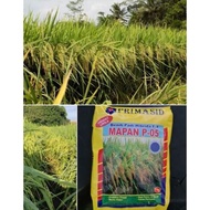 benih padi mapan05 asli