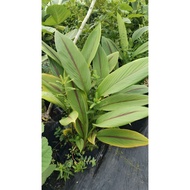 DAUN KUNYIT HITAM / DAUN KUNYIT HITAM ISI KOKO / DAUN FRESH / KUNYIT HITAM