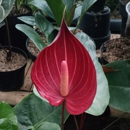 anthurium bunga safari / anthurium andreanum