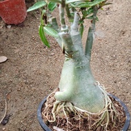 Adenium Thailand saiz XL, real plant and live plant