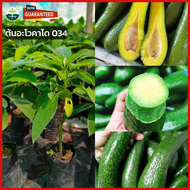 🥑 ต้นอะโวคาโด 034นำเข้าจากเวียต้นอโวคาโดแบบเพาะเมล็ด 💯 สูง 60-80เซ็น ติดผลตลอดปี ให้ผลผลิตสูง