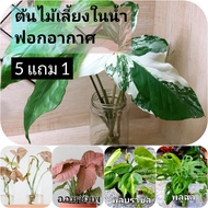 ซื้อ 5 (มีแถม) ส่ง 3 กิ่งขึ้นไป พลูด่าง พลูบราซิล คล้า ฟิโล ออมเงิน ออมชมพู พิงค์สปอต ออมด่างขาว เงินไหลมา ไม้เลี้ยงน้้ำ ไม้ฟอกอากาศ ไม้จิ๋ว ไม้มงคล