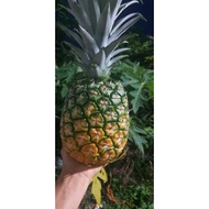 GIỐNG DỨA VÀNG MD2 quả to 2-4kg lá không gai ruột vàng|chuẩn giống(combo 10 cây
