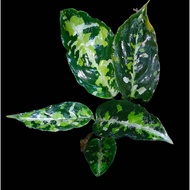 Sindo - Aglaonema Pictum Tricolor Live Plant B6SQD679D3
