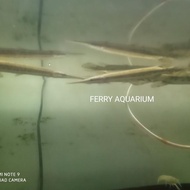 aligator florida gar