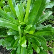 1 pot Cilantro / Ketumbar Jawa / Eryngium Foetidum 150mm Pot Edible Herb Live Plant POKOK TOMYAM dau