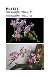 【芃程蘭舍】Hsia561 Phal. equestris 精選實生苗 1.5吋盆植