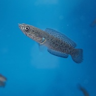 ikan channa stewarti baby