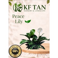 KF TAN - {LIVE PLANT} Peace Lily | Lily Damai | 和平百合 | Easy Care | Outdoor Plant |