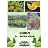 Durian Musang King / Pokok Hybrid / Anak Pokok Durian / Durian Kunyit D197 / Durian Kahwin / Durian Tree