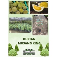 Durian Musang King / Pokok Hybrid / Anak Pokok Durian / Durian Kunyit D197 / Durian Kahwin / Durian 