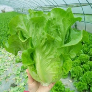 เมล็ดพันธุ์ ผักกาดหอม อิตาลี สีเขียว 100% Original Romaine Lettuce Seeds Big Italian Lettuce Vegetab