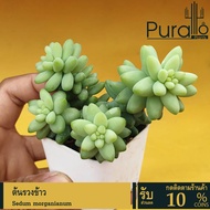 ต้นไม้อวบน้ำ ต้นรวงข้าว,ต้นหางกระรอก,ต้นหางลา,ซีดัม มอร์กาเนียนัม Sedum morganianum #ต้นกุหลาบหิน #Sedum #succulents